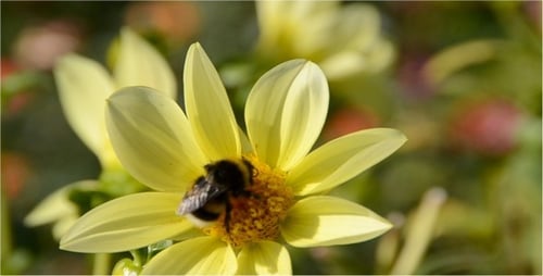 Bumblebee Pollinating a Yellow Flower in Spring