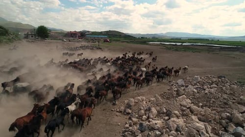 Horses 3