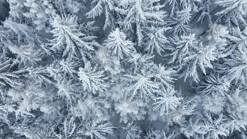 Aerial View of Forest Covered Wirt Snow