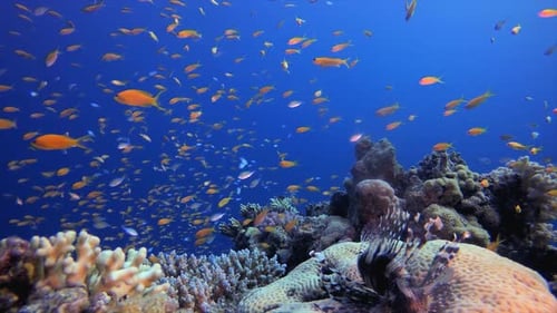 Reef Coral Fish Garden