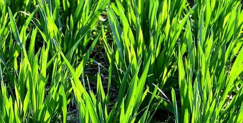 Grünes Gras 1