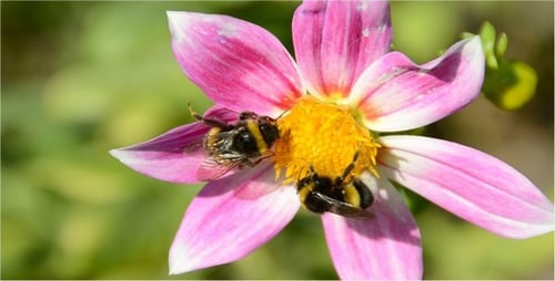 Bumblebees Gathering Pollen on a Pink Flower