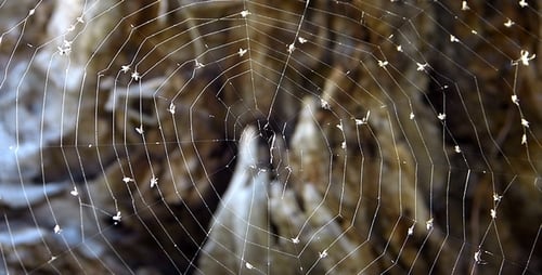 Spiderweb Covered with Tiny Spiders in Natural Light