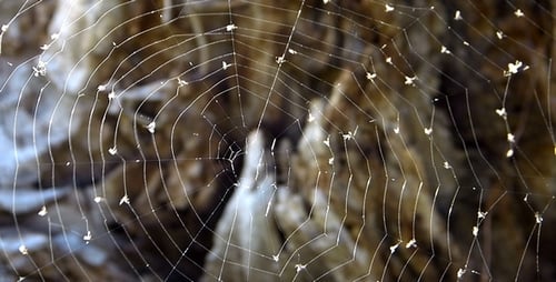 Toile d'araignée 2