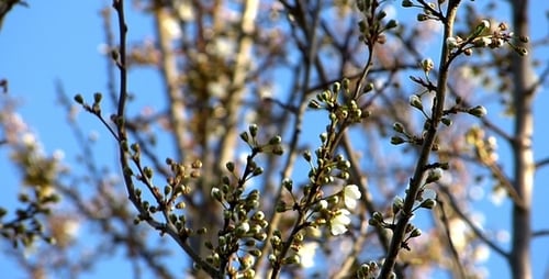 First Spring 2