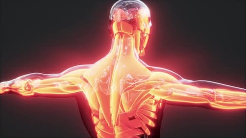 Animated Transparent Medical Scan of Human Muscles