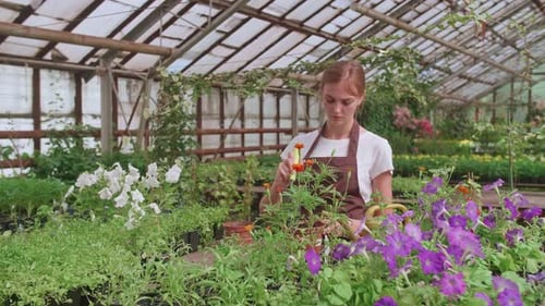 Woman Caring for Plants in Lush Greenhouse
