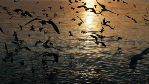 Birds