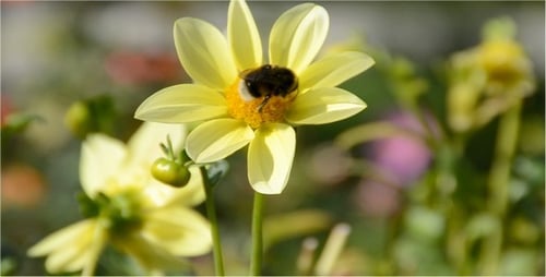 Bumblebee Gathering Pollen From a Yellow Flower