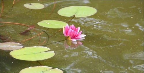 Lilien 5