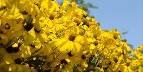 Close Up of Yellow Cone Flowers Blooming