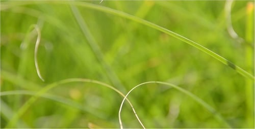 Grass