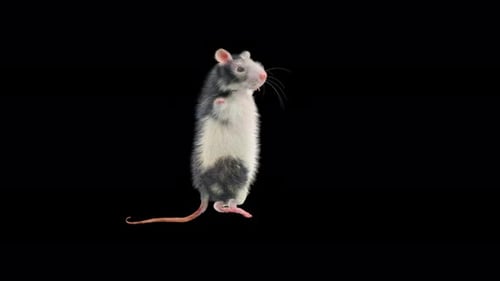Realistic 3D Animated Rat Character Dancing on Black