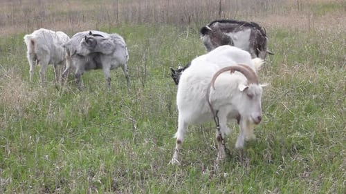 a Group of Large Horned Domestic Goats Grazes on a Green Spring Meadow
