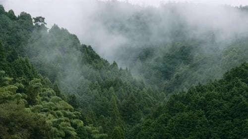 Misty Forest and mountain