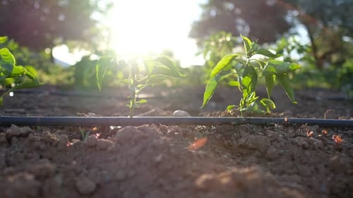 Young Plants Growing in a Rural Field