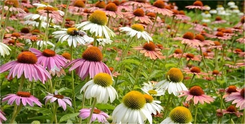 Field of Coneflowers with Bee Pollinating Flowers
