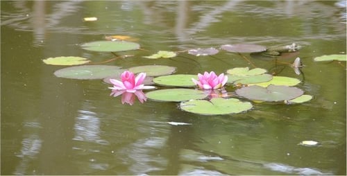 Lilien 6