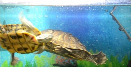 Schildkröte 4