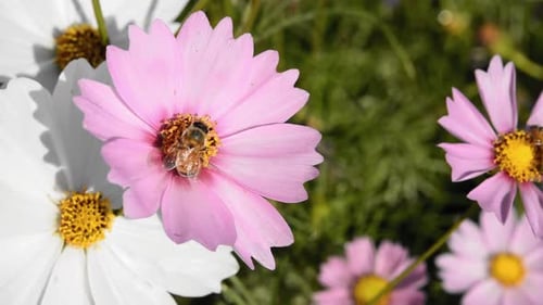 Bee Pollinating Colorful Cosmos Flowers in Spring Garden