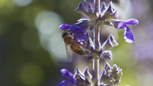 Honeybee Pollinating Purple Flower in Natural Light