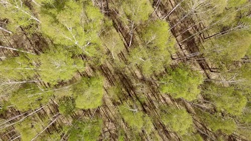 Early Spring Forest Top View