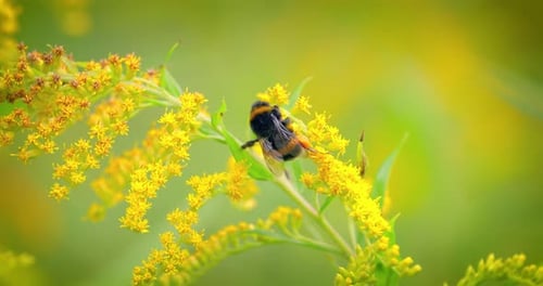 Shaggy Bumblebee Pollinating and Collects Nectar From the Yellow Flower of the Plant