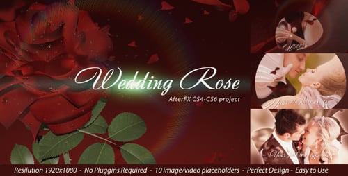 Wedding Rose