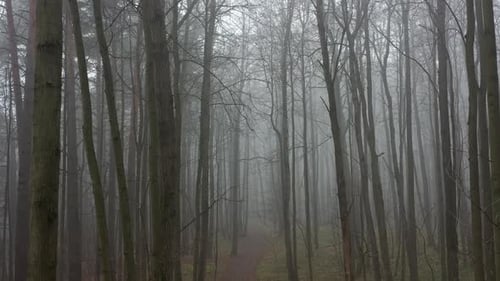 Fliegen im herbstlichen Nebelwald zwischen Bäumen. Luftbild. Von einer Drohne aufgenommen.