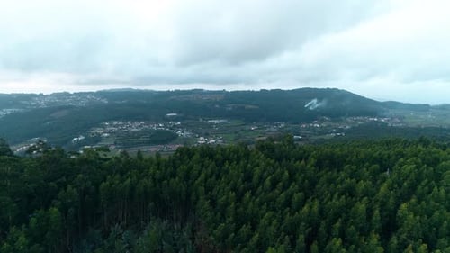 Forest Landscape