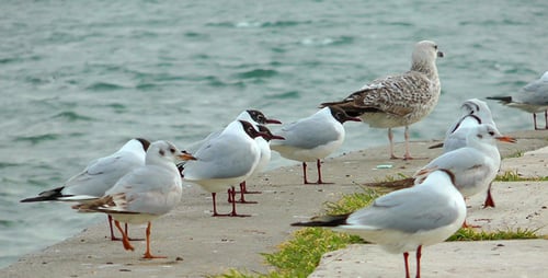 Vögel in der Nähe des Meeres