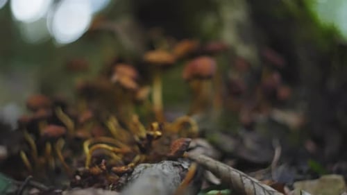 Small orange mushrooms in the woods