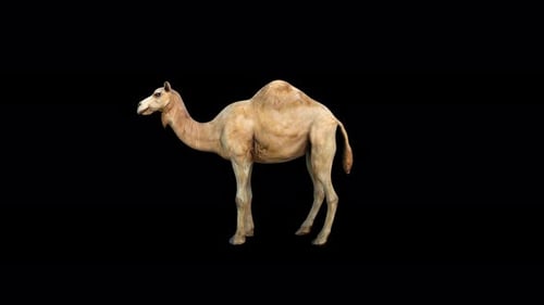 4K Camel Idle