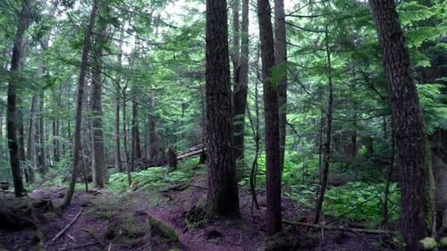 Vista de un área forestal 4k