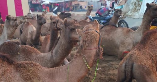 Camels at Pushkar Mela Camel Fair Festival in Field Eating Chewing at Sunrise. Pushkar, Rajasthan