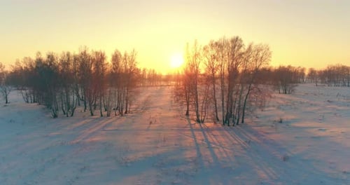 Aerial Drone View of Cold Winter Landscape with Arctic Field Trees Covered with Frost Snow and