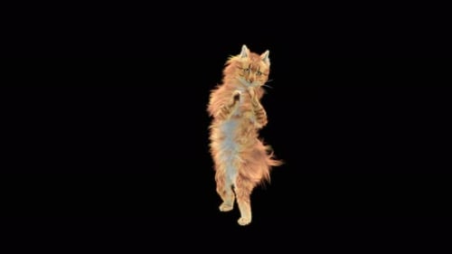 Cat 4K