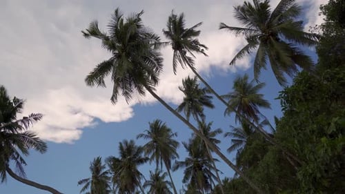 Panning left the green coconut trees
