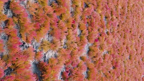Vertical orientation video: Red grass. Red seaweed at the bottom of a dried-up lake