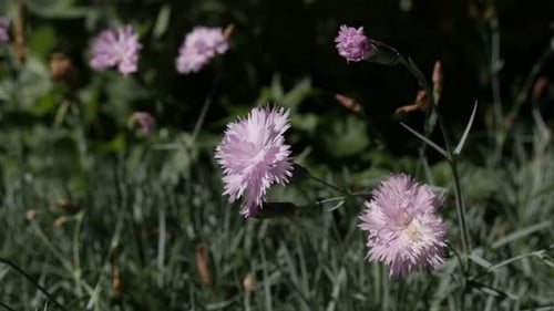 Light pink carnation flower in the garden 4K 2160p 30fps UltraHD footage - Dianthus caryophyllus mi