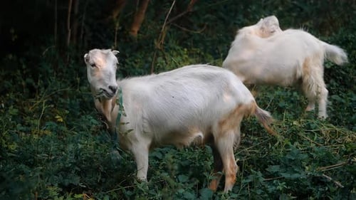 Curious Happy White Goats Grazing in the Park. Portrait of a Funny Goats. Farm Animals. The Goats Is
