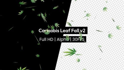 Natural Falling Cannabis Leaves Animation with Alpha