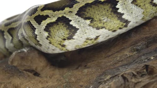 Royal Python o Python Regius sobre un obstáculo de madera en el estudio sobre un fondo blanco. De cerca
