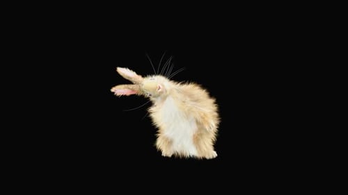 Animated Fluffy Rabbit Wiggles and Dances on Transparent Background