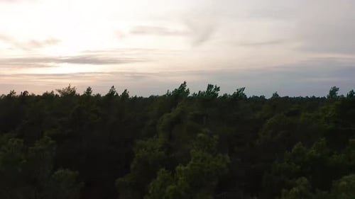 Aerial View. Flying Over the Beautiful Sunny Forest Trees.