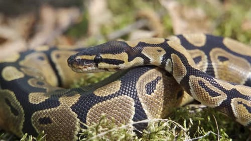 O Python real viu a presa e rasteja lentamente em direção a ela, estendendo sua língua