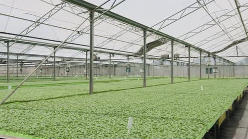 Inside Large Greenhouse Full of Rows of Plants