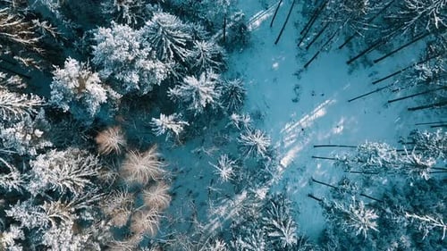 Aerial View of Snowy Winter Forest