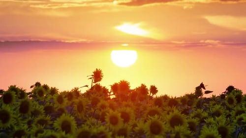 Sunset on Field