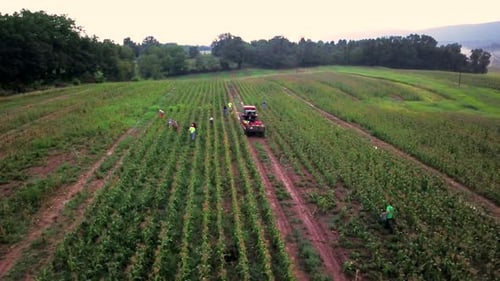 Aerial view of workers in field picking fresh corn with tractor pulling corn wagon nearby.